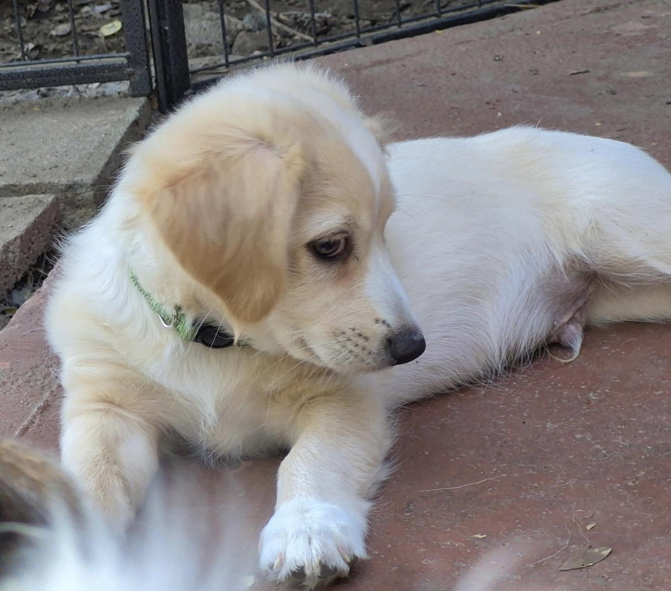Atlas, a ADOPTABLE mixed breed in Long Beach, CA image 4/4