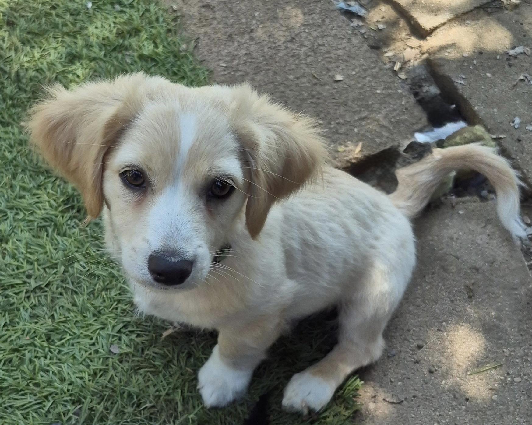 Atlas, a ADOPTABLE mixed breed in Long Beach, CA image 2/4