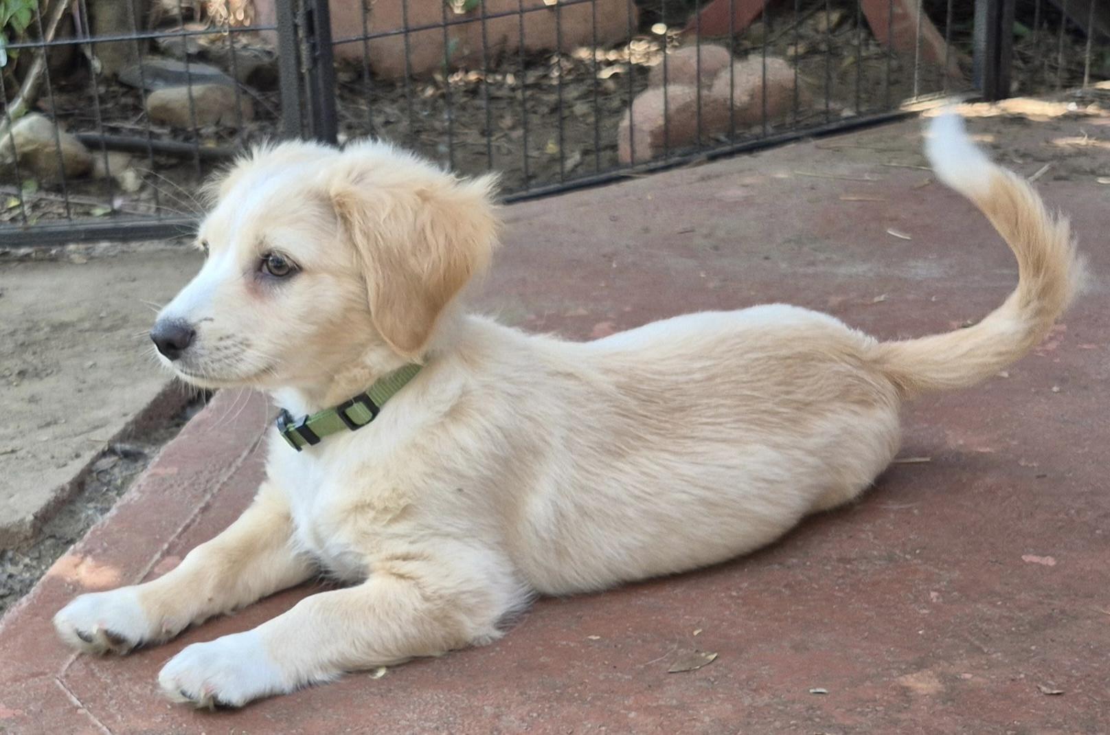Atlas, a ADOPTABLE mixed breed in Long Beach, CA image 3/4