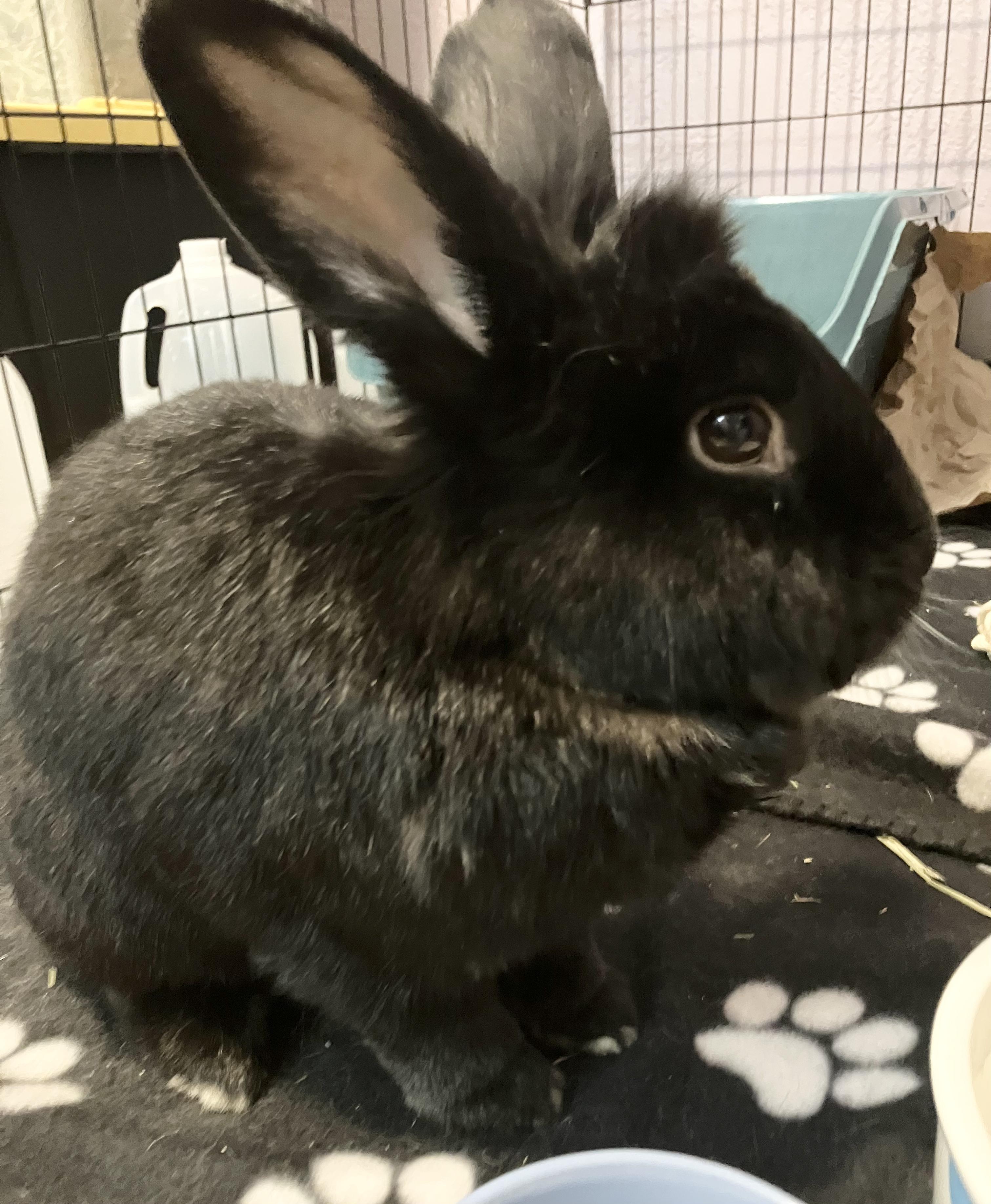 Enlarge Memphis, a ADOPTABLE mixed breed in Oshkosh, WI image 4/5