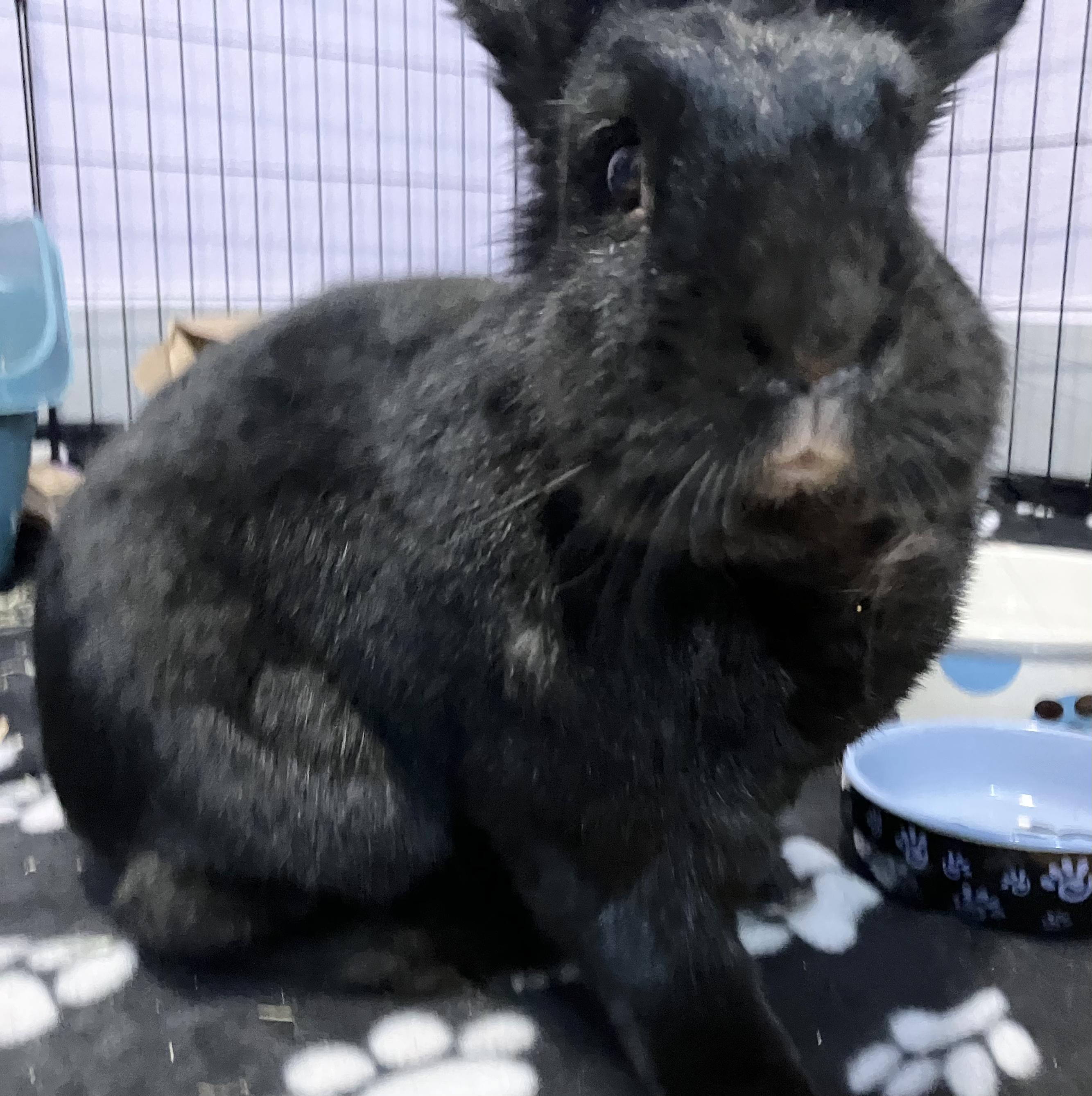 Enlarge Memphis, a ADOPTABLE mixed breed in Oshkosh, WI image 1/5