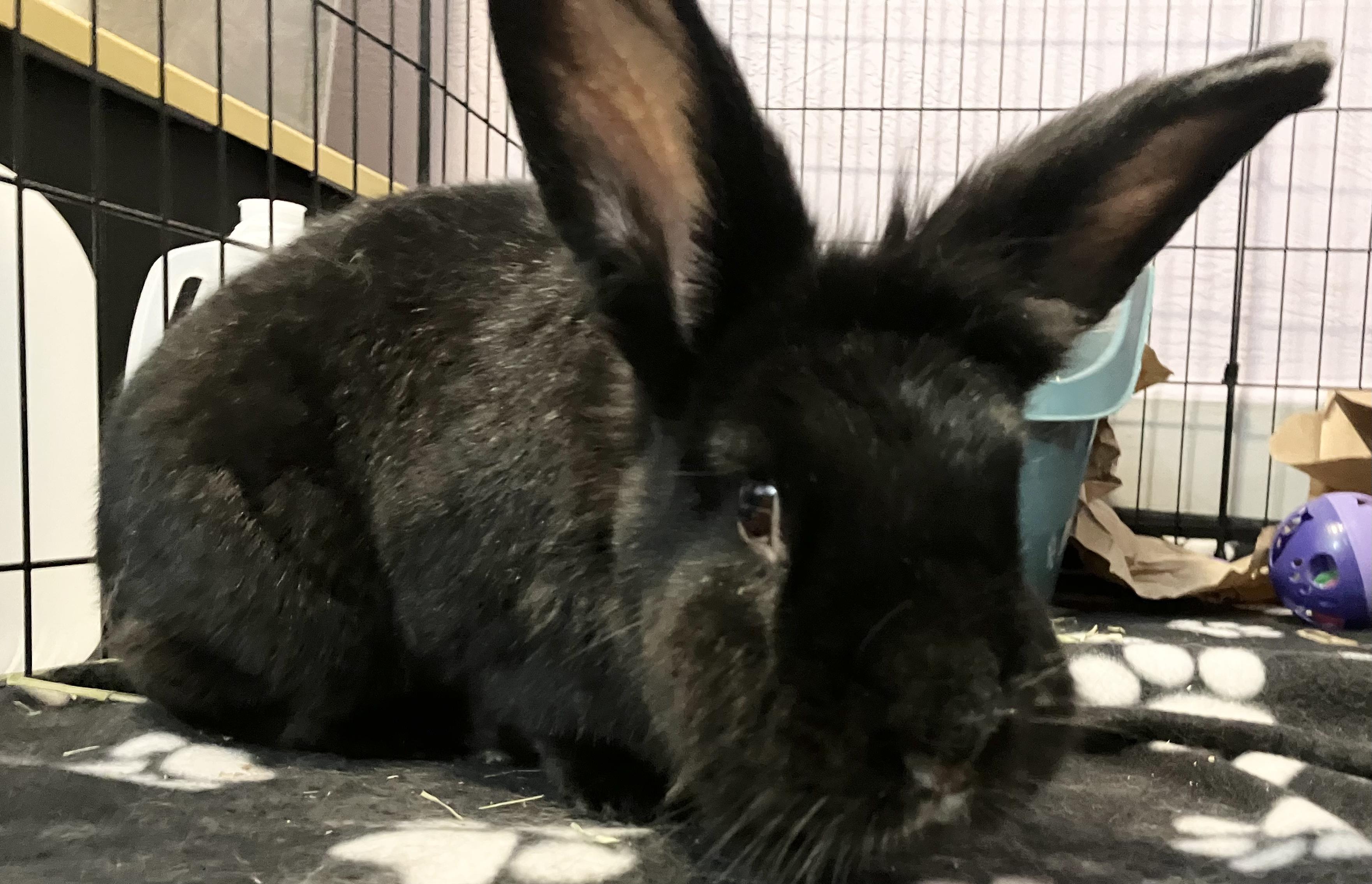 Memphis, adopted, Adult Male Flemish Giant & Lionhead.