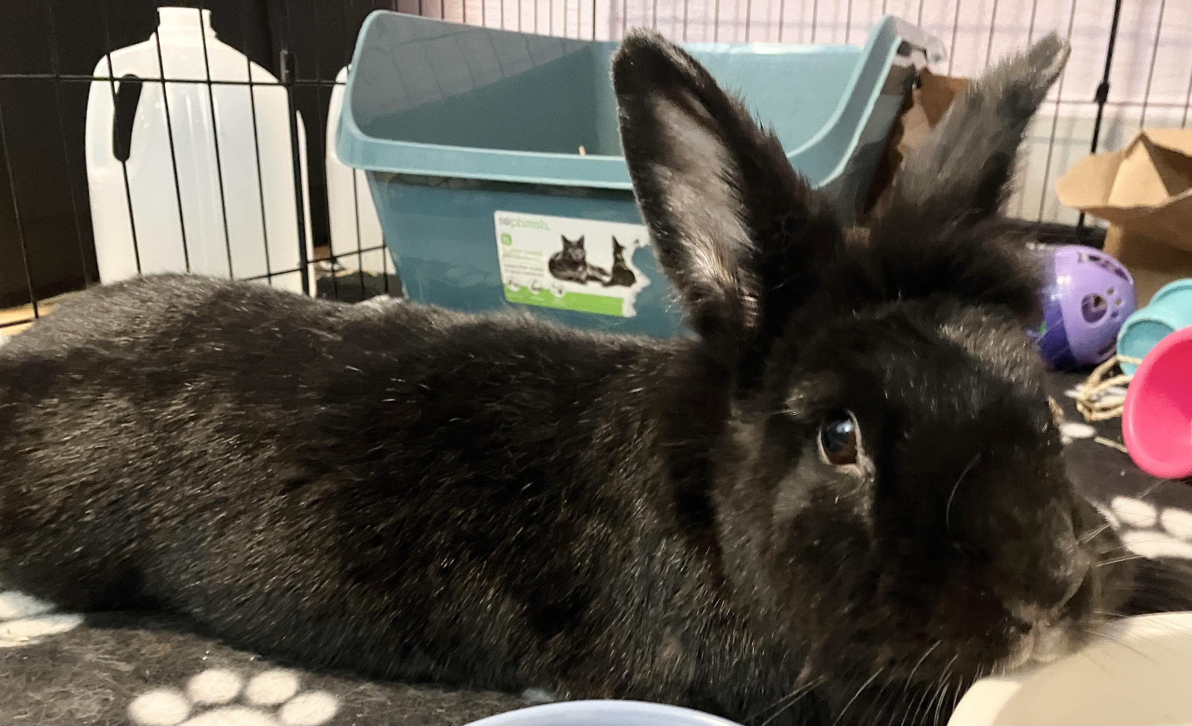 Enlarge Memphis, a ADOPTABLE mixed breed in Oshkosh, WI image 2/5