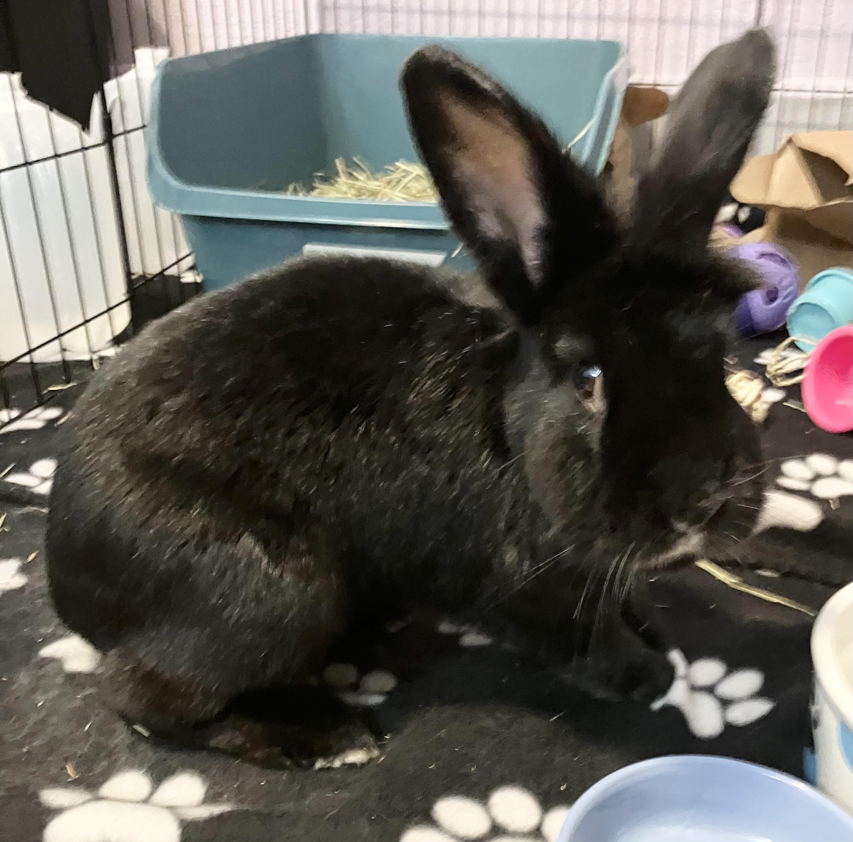 Enlarge Memphis, a ADOPTABLE mixed breed in Oshkosh, WI image 5/5