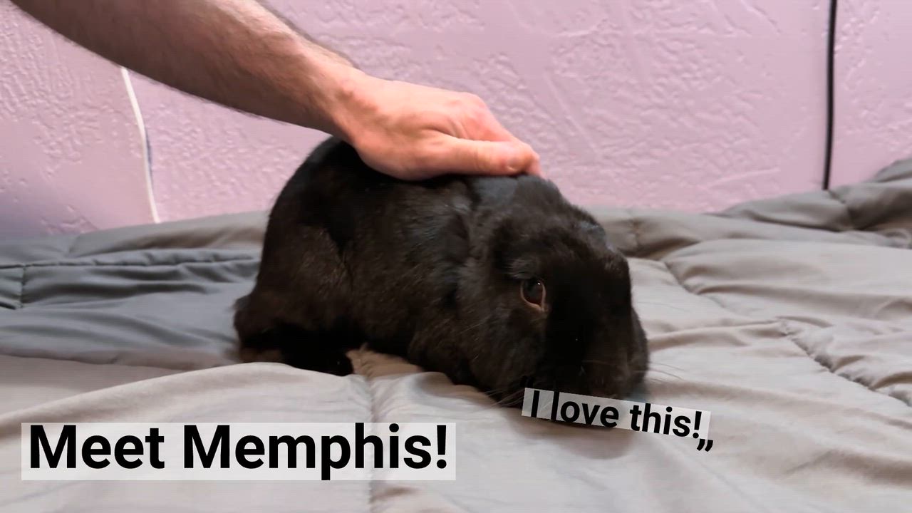 Enlarge Memphis, an adopted mixed breed in Oshkosh, WI video 6/6