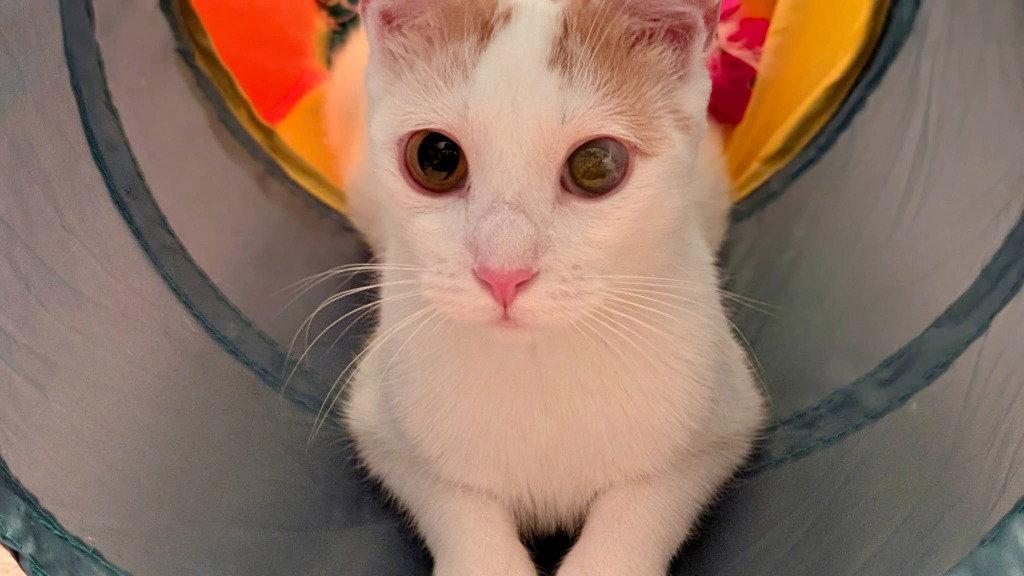 Cassiopia, Adoptable, Young Female Domestic Short Hair.