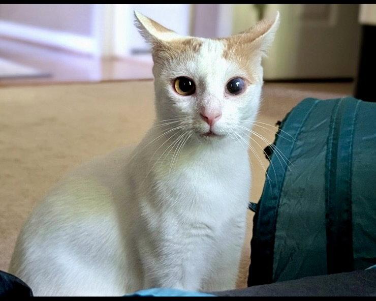 Enlarge Cassiopia, a Adoptable Domestic Short Hair in Garner, NC image 2/2