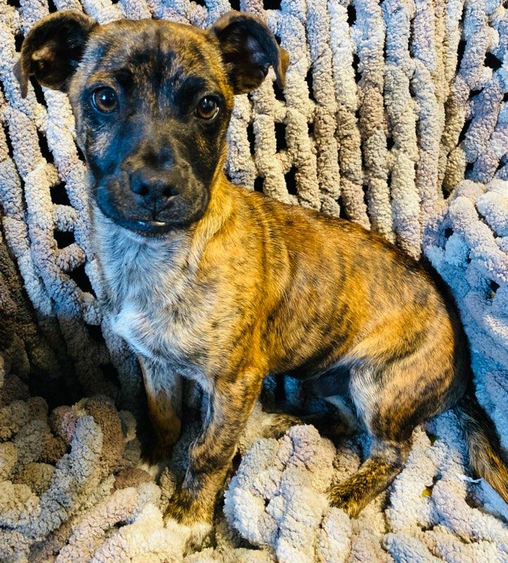 Tiger, ADOPTABLE, Puppy Male Terrier.