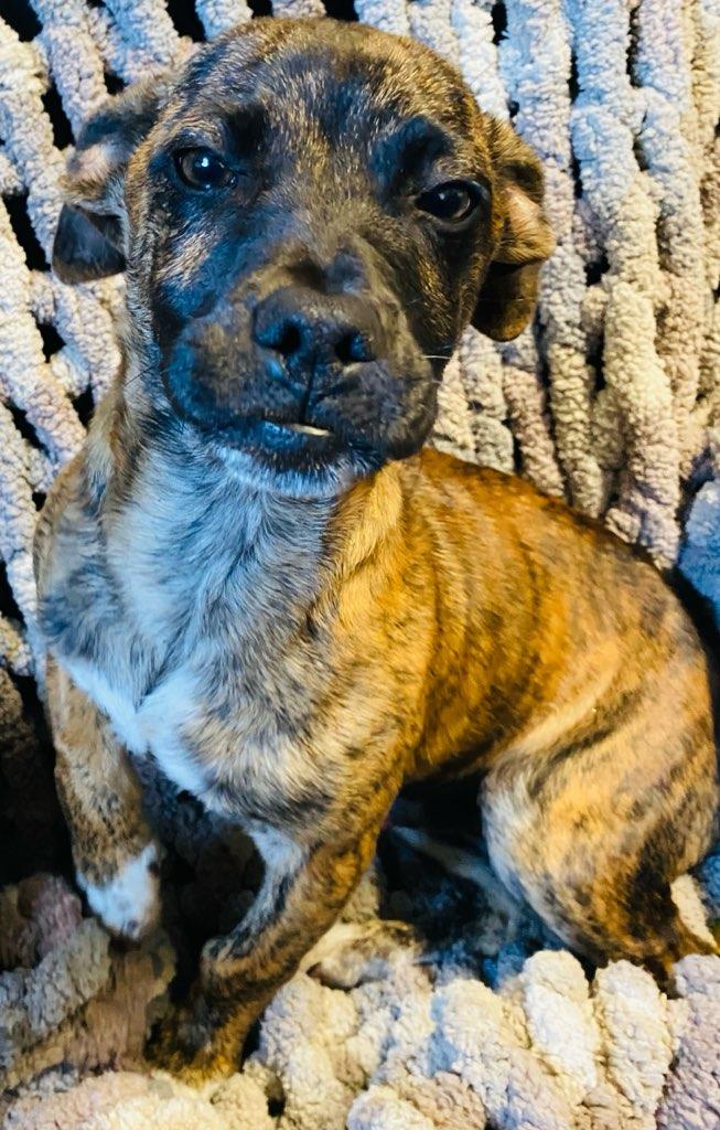 Tiger, a ADOPTABLE mixed breed in Colusa, CA image 2/4