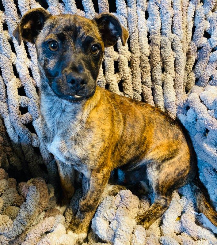 Tiger, a ADOPTABLE mixed breed in Colusa, CA image 4/4