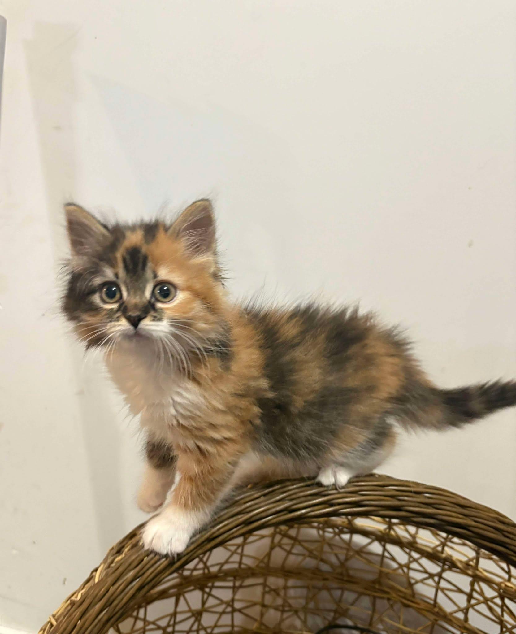 Enlarge TEQUILA SUNRISE, an adopted Domestic Long Hair in Tillsonburg, ON image 1/1