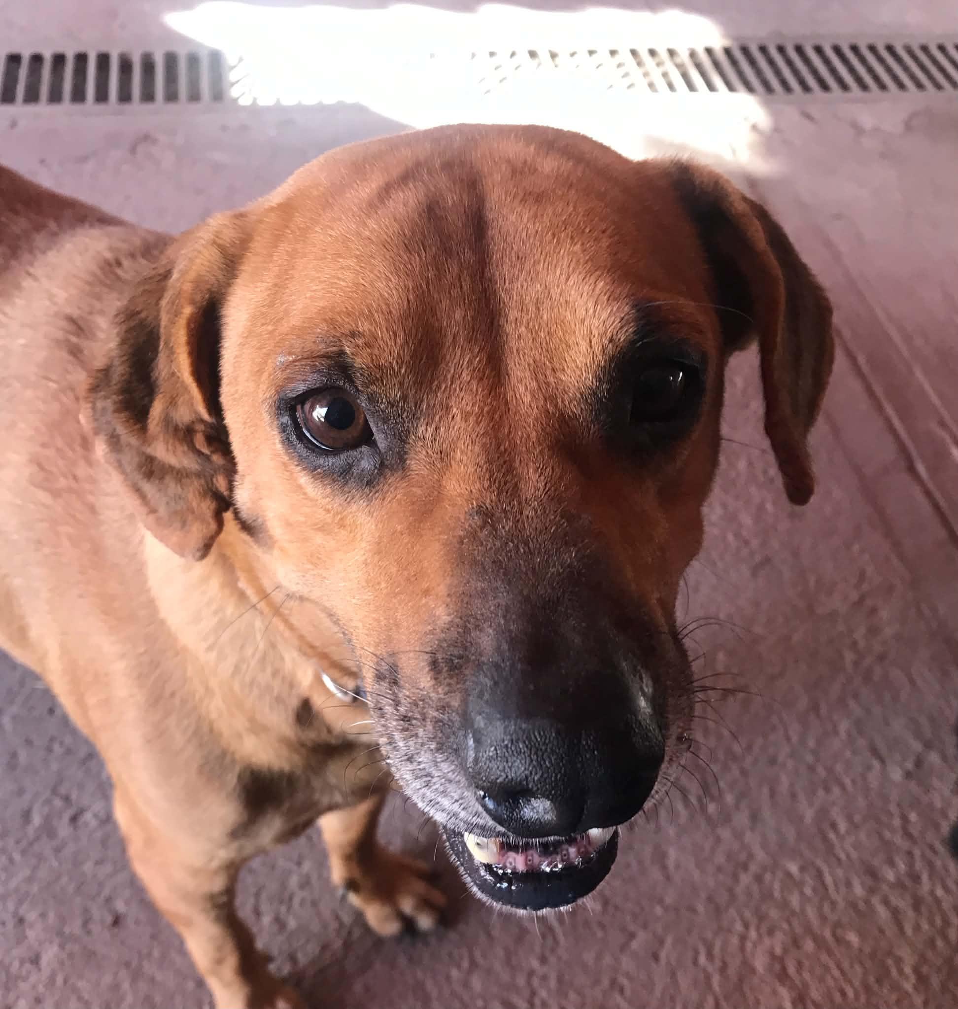 Rusty, Adoptable, Adult Male Mixed Breed.