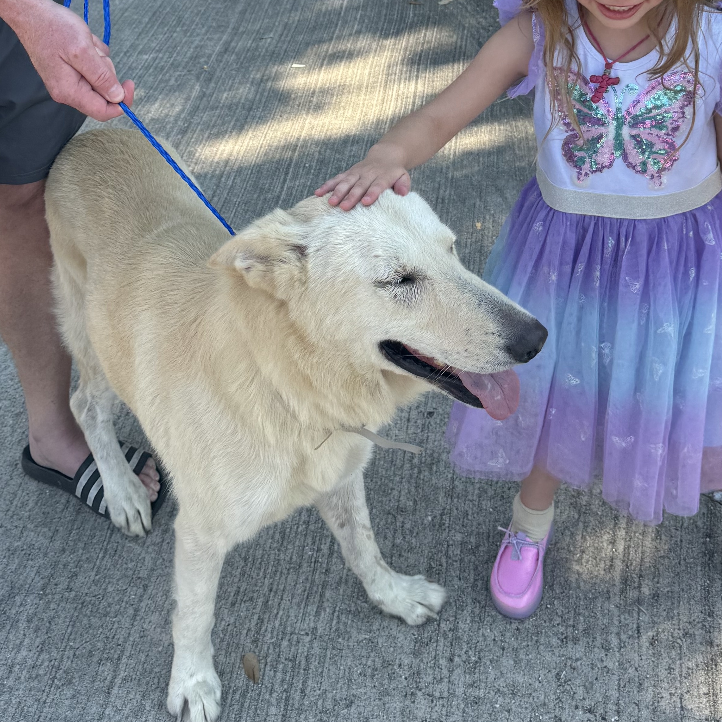Dog for adoption Max, a German Shepherd Dog Mix in Ann Arbor, MI