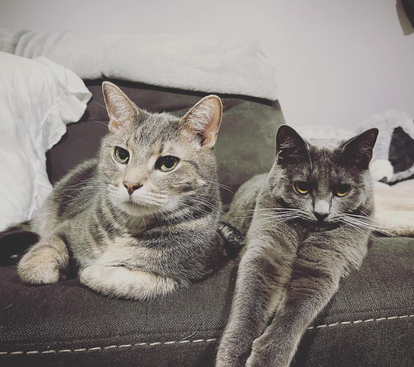 Enlarge Jerry & Benni, a ADOPTABLE Domestic Short Hair in Manchester, NH image 2/6