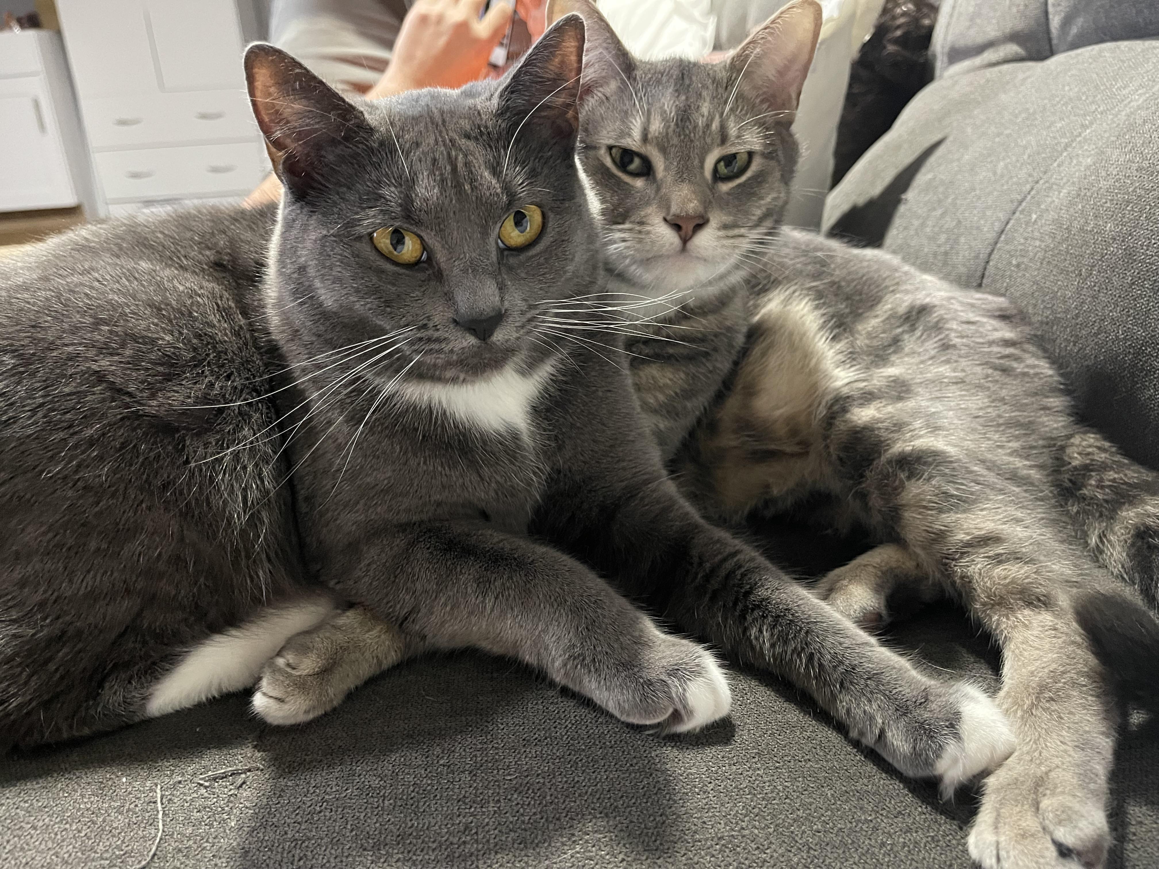 Jerry & Benni, ADOPTABLE, Adult Male Domestic Short Hair.
