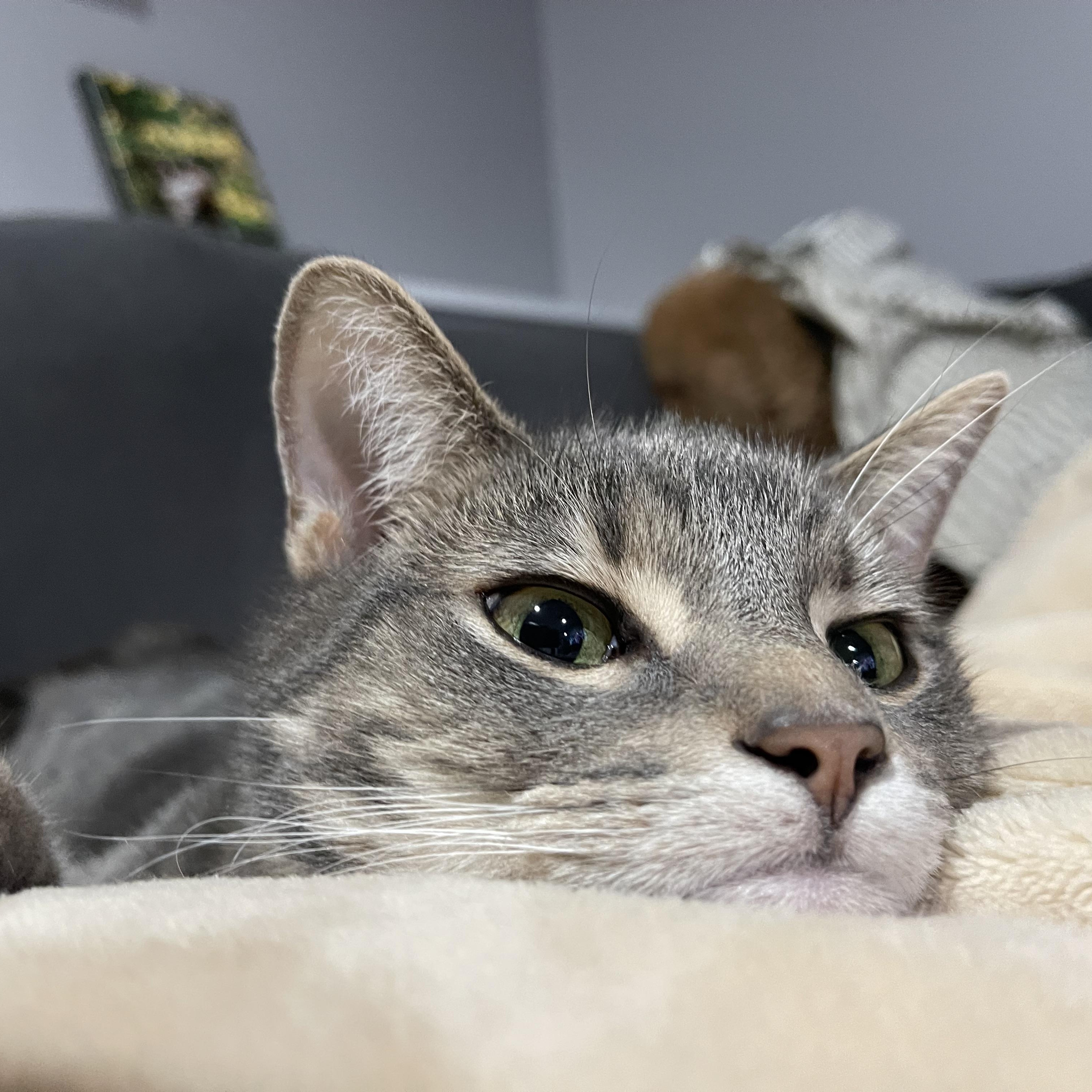 Enlarge Jerry & Benni, a ADOPTABLE Domestic Short Hair in Manchester, NH image 5/6