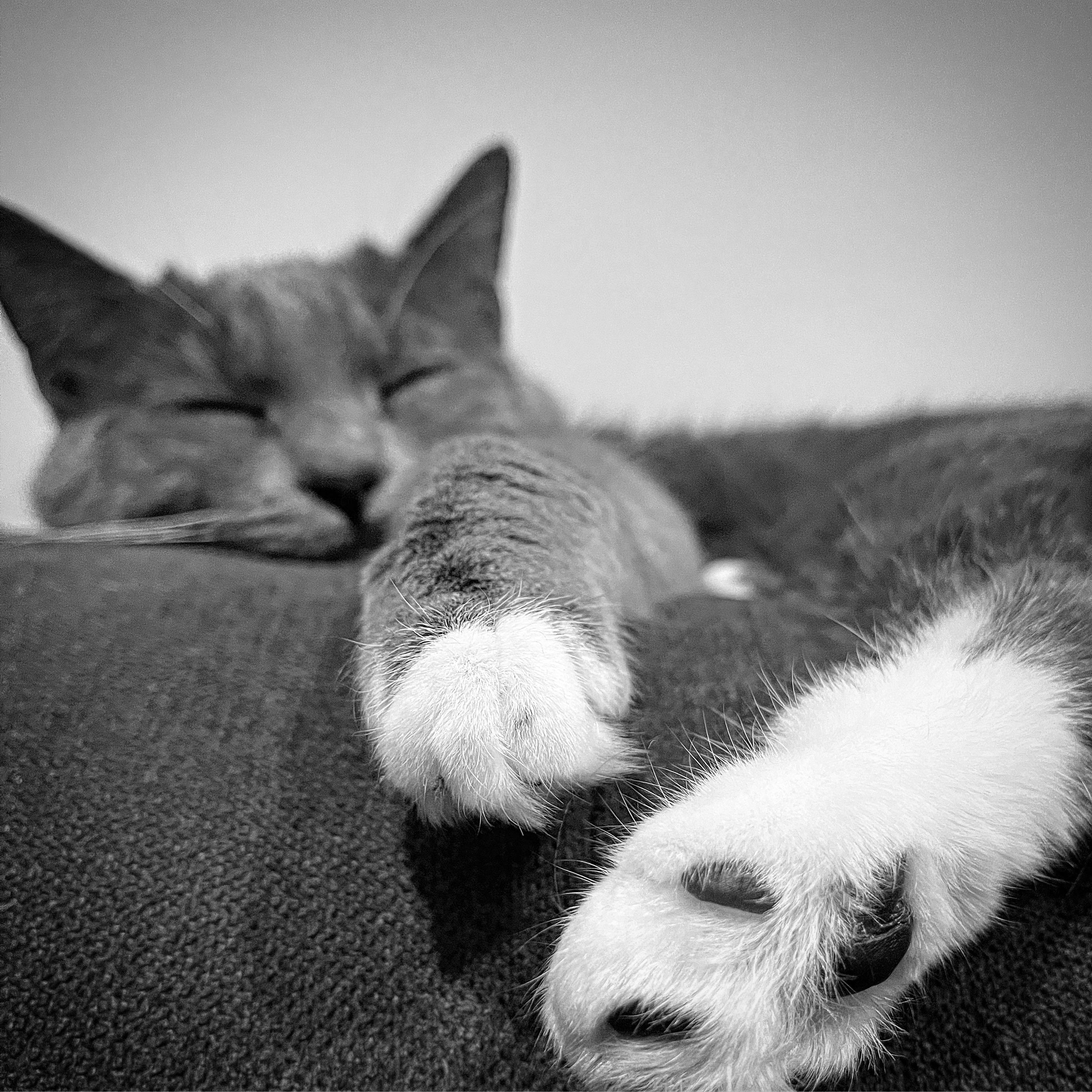 Enlarge Jerry & Benni, a ADOPTABLE Domestic Short Hair in Manchester, NH image 6/6