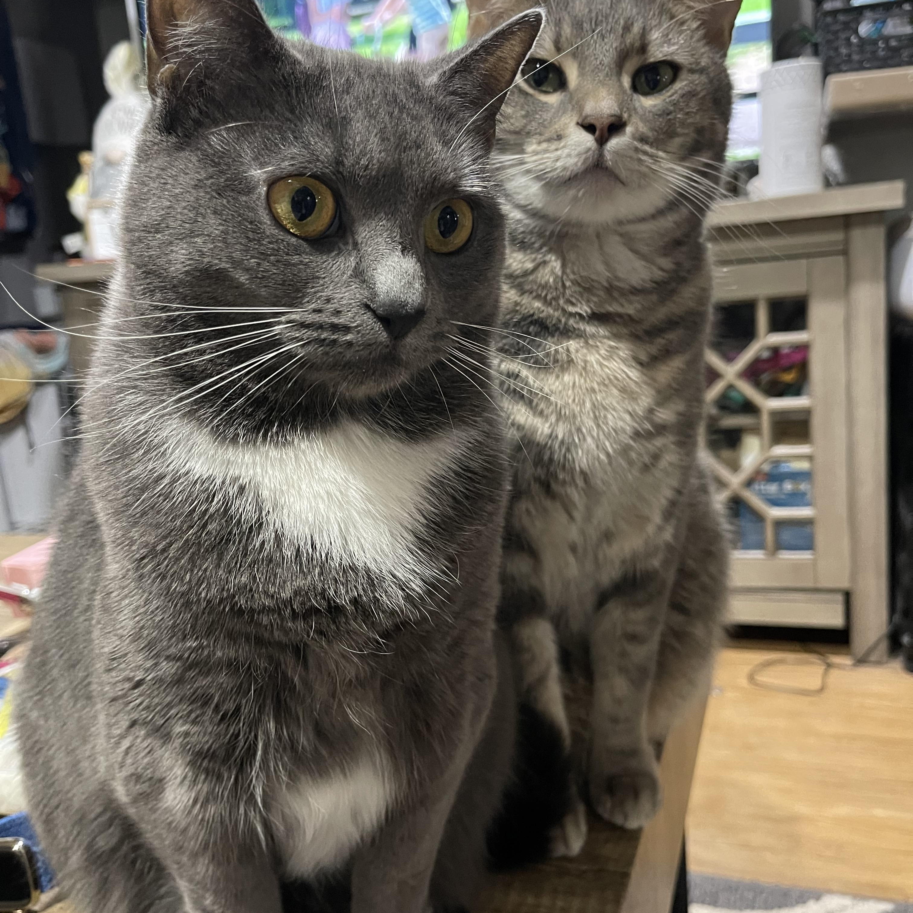 Enlarge Jerry & Benni, a ADOPTABLE Domestic Short Hair in Manchester, NH image 3/6