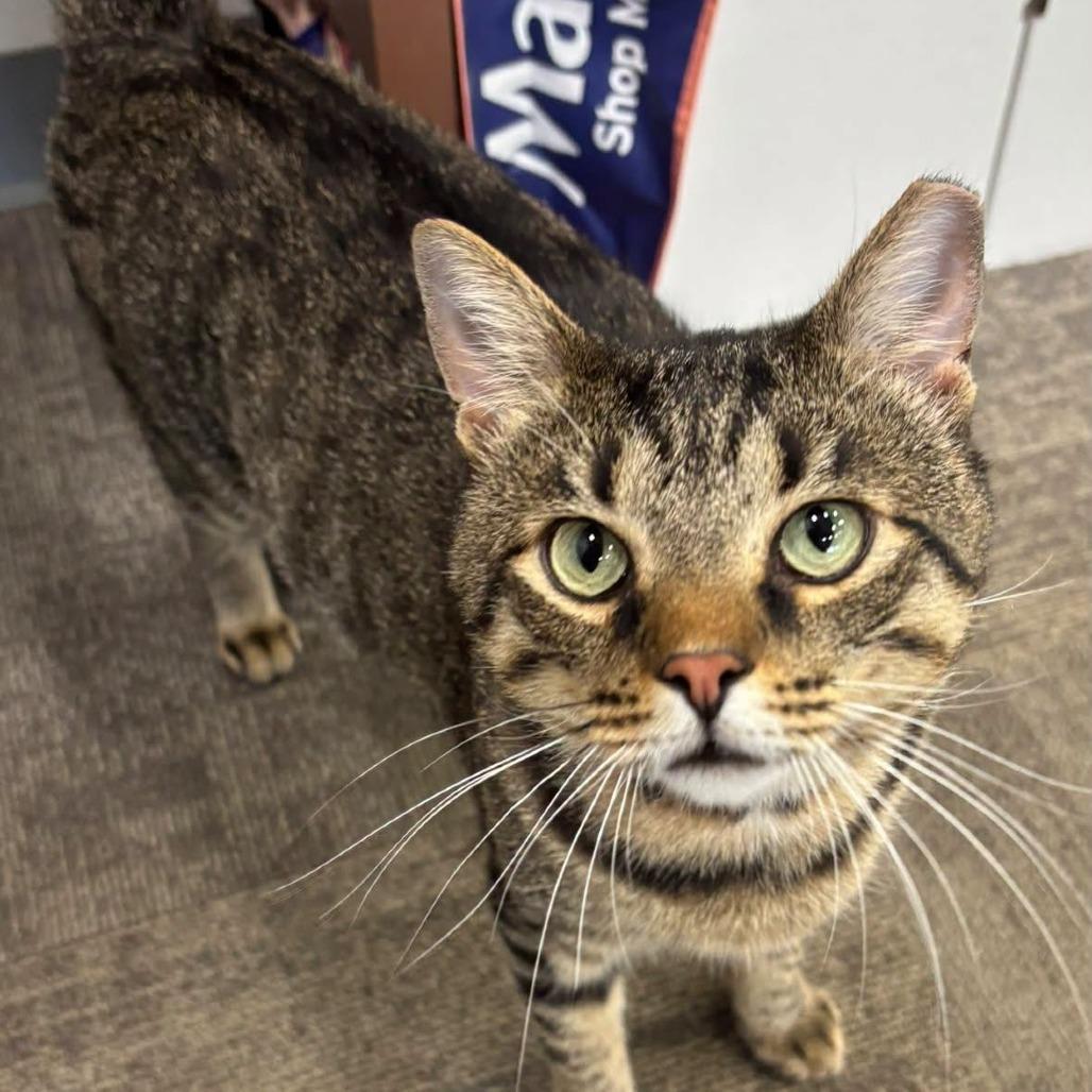 Scott-E, Adoptable, Adult Male Domestic Short Hair.