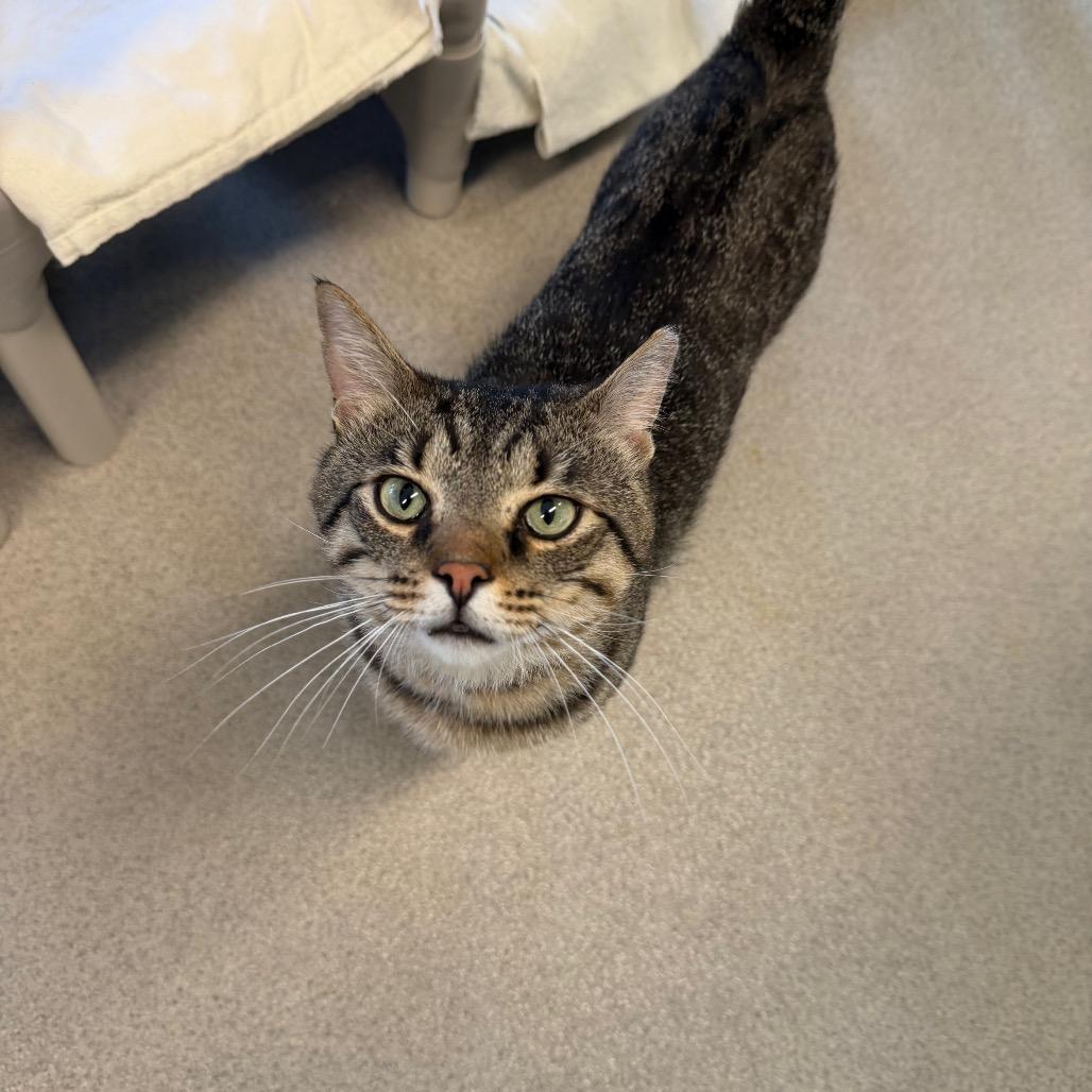 Scott-E, a Adoptable Domestic Short Hair in Hamburg, NY image 2/4