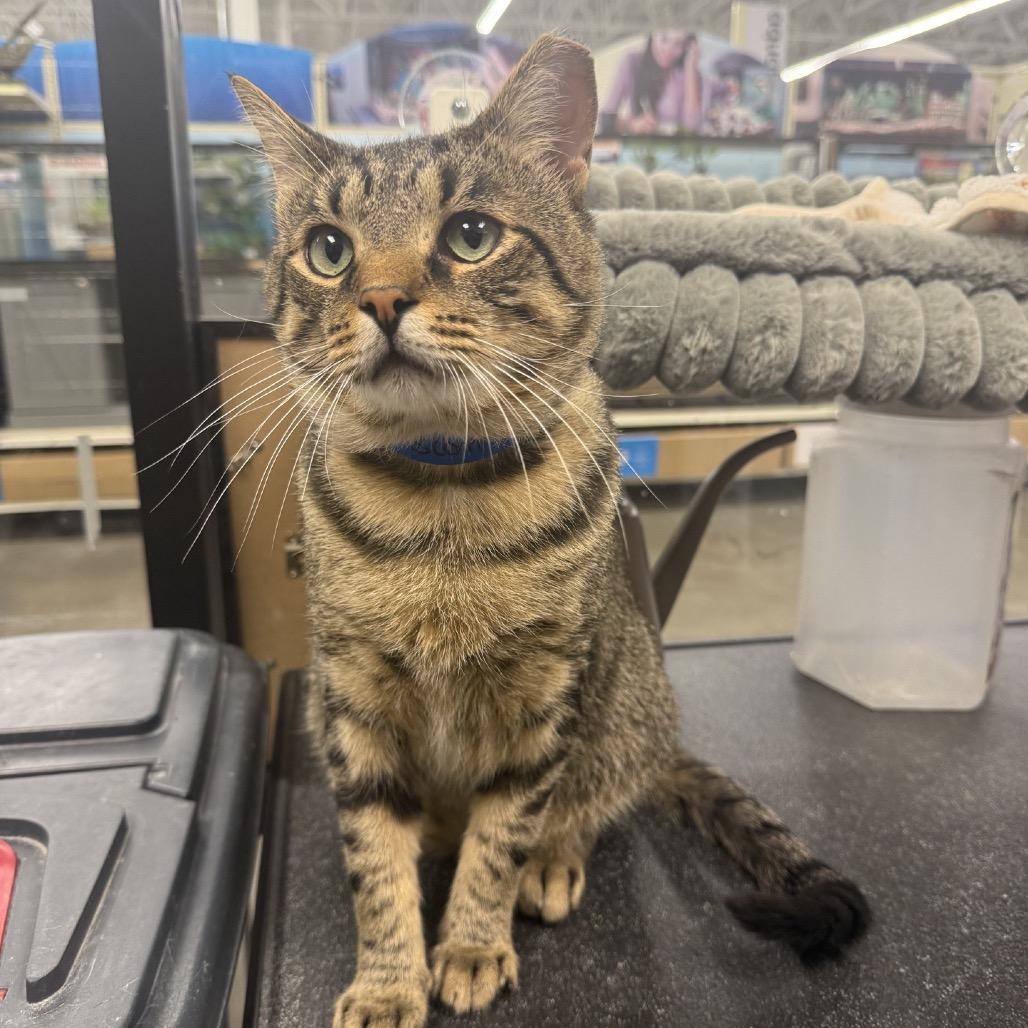 Scott-E, a Adoptable Domestic Short Hair in Hamburg, NY image 3/4