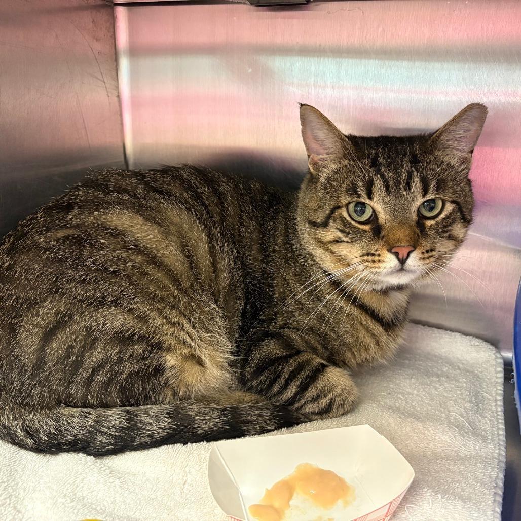 Scott-E, a Adoptable Domestic Short Hair in Hamburg, NY image 4/4