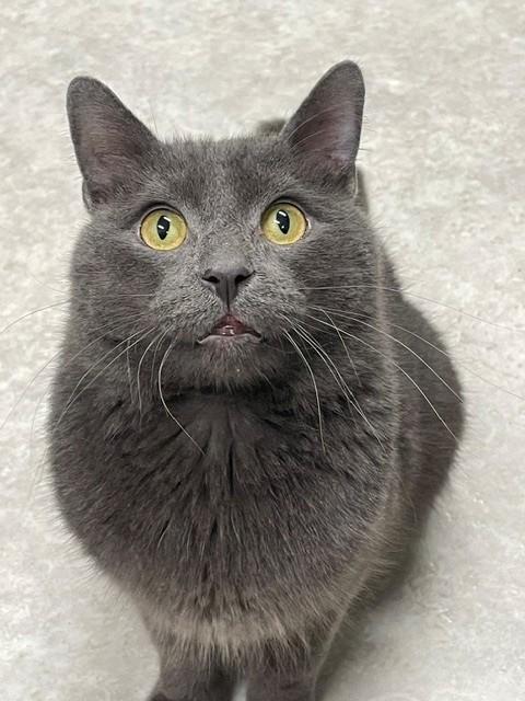 Quinn, Adopted, Adult Male Domestic Short Hair.