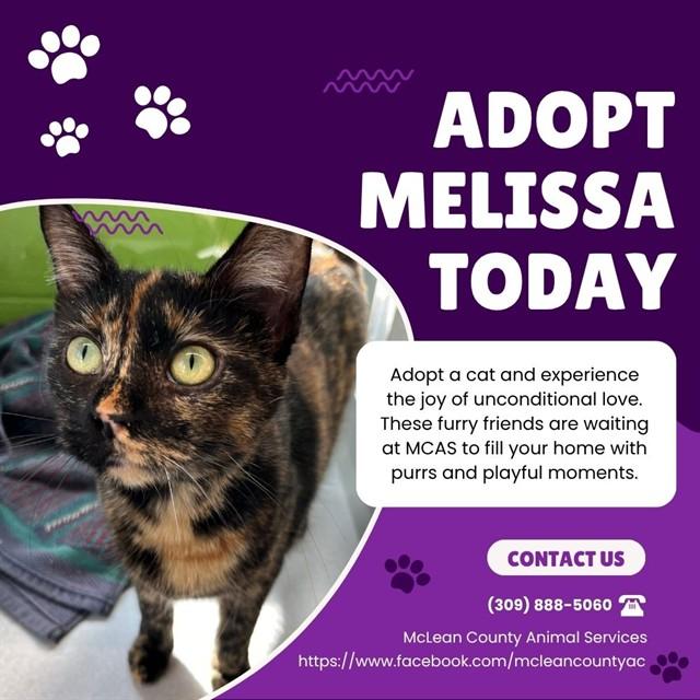 MELISSA, Adoptable, Young Female Domestic Short Hair.