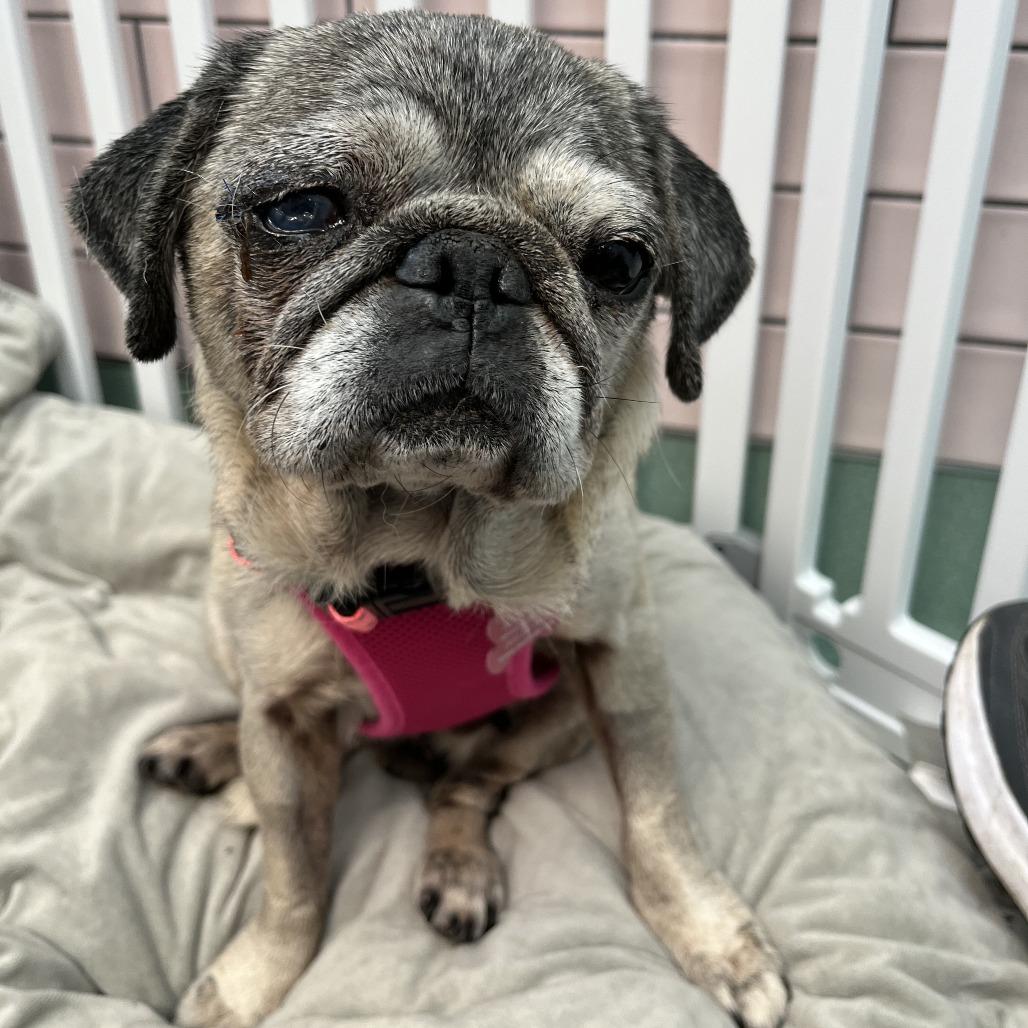 Enlarge Sally 13655, a Adoptable Pug in San Francisco, CA image 1/5