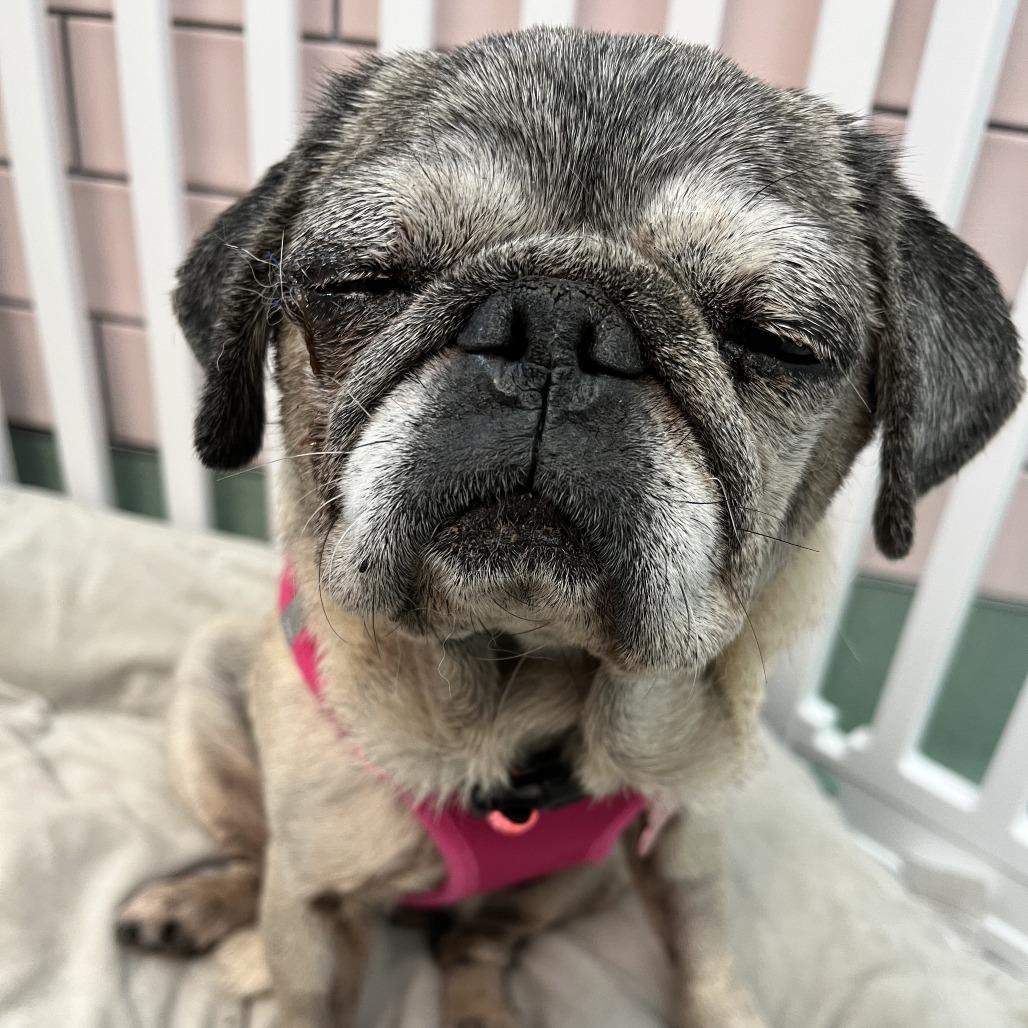 Enlarge Sally 13655, a Adoptable Pug in San Francisco, CA image 2/5