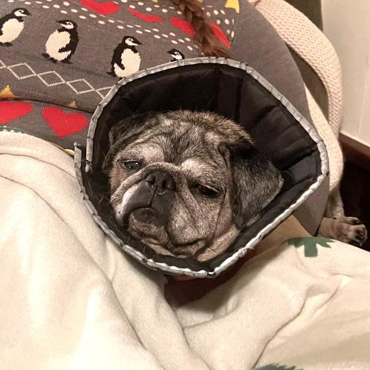 Enlarge Sally 13655, a Adoptable Pug in San Francisco, CA image 3/5