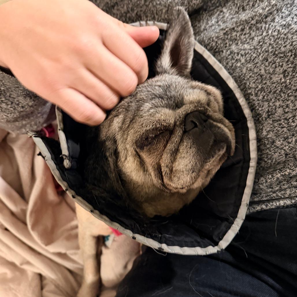 Enlarge Sally 13655, a Adoptable Pug in San Francisco, CA image 4/5