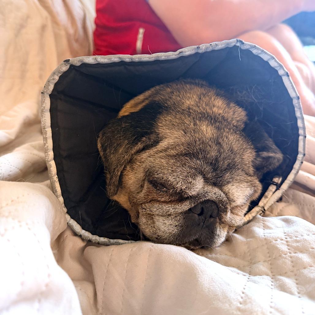 Enlarge Sally 13655, a Adoptable Pug in San Francisco, CA image 5/5