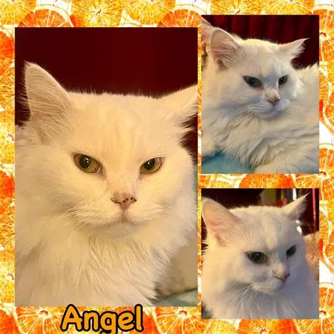 Angel, a ADOPTABLE Persian in Ennis, TX image 2/6