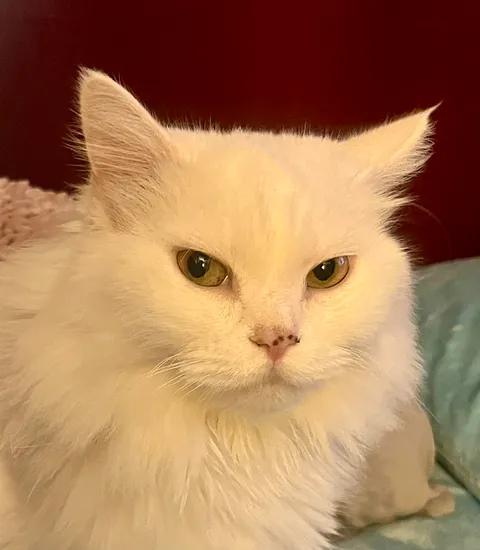 Angel, a ADOPTABLE Persian in Ennis, TX image 3/6