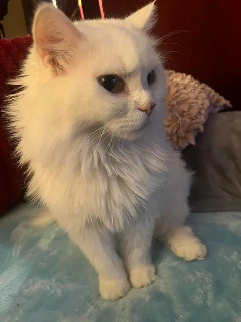 Angel, ADOPTABLE, Young Male Persian.