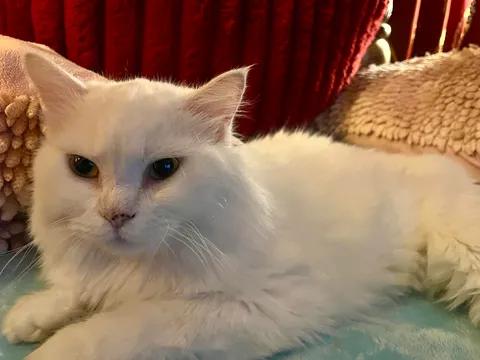 Angel, a ADOPTABLE Persian in Ennis, TX image 4/6
