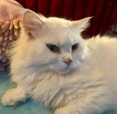 Angel, a ADOPTABLE Persian in Ennis, TX image 5/6