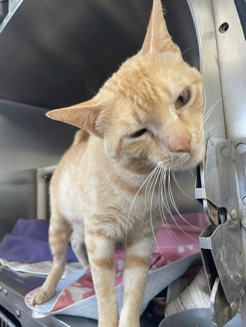 Tigger, a Adoptable mixed breed in Sunnyvale, TX image 2/4