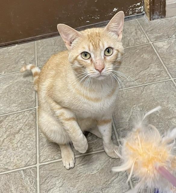 Tigger, Adoptable, Young Male Domestic Short Hair.