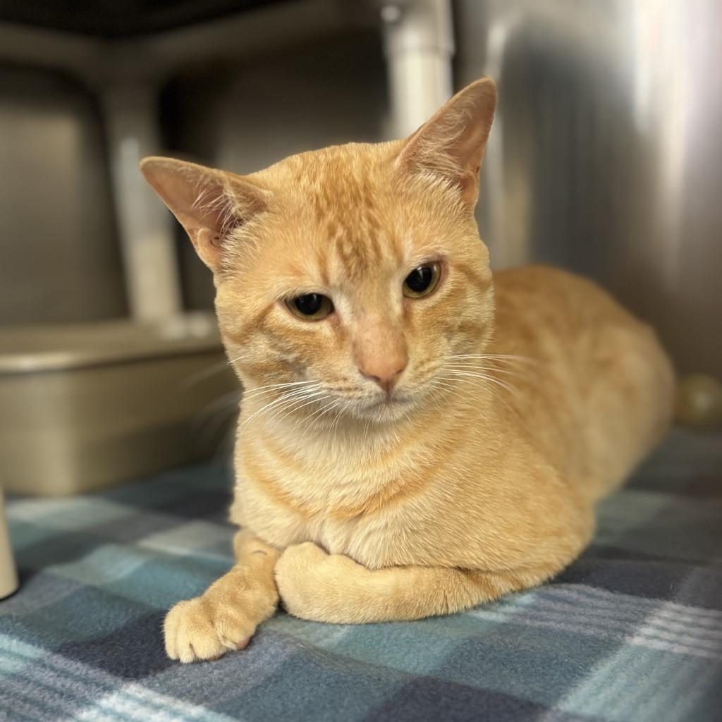 Tigger, a Adoptable mixed breed in Sunnyvale, TX image 4/4