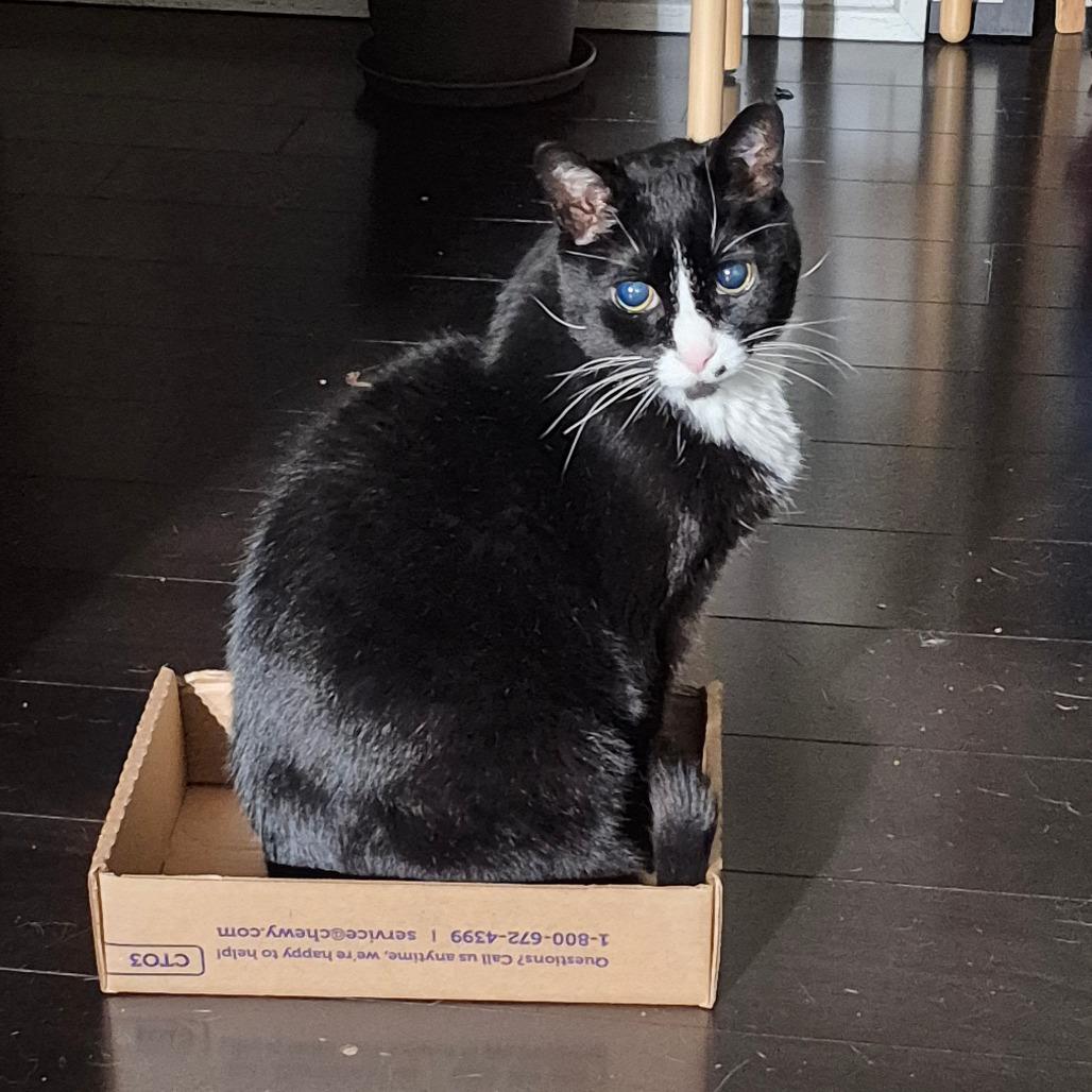 George, Adoptable, Senior Male Domestic Short Hair.