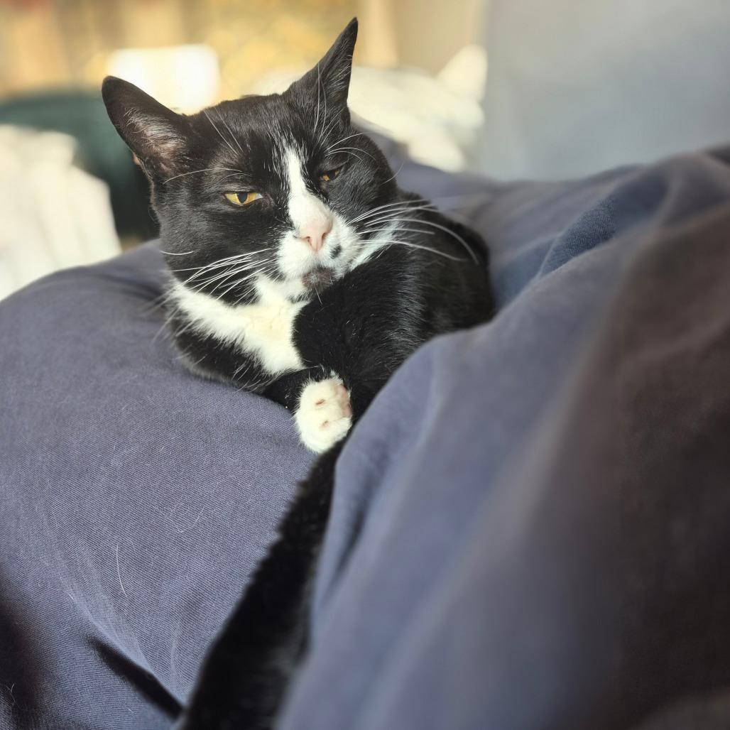 Enlarge George, a Adoptable mixed breed in Silver Spring, MD image 3/6