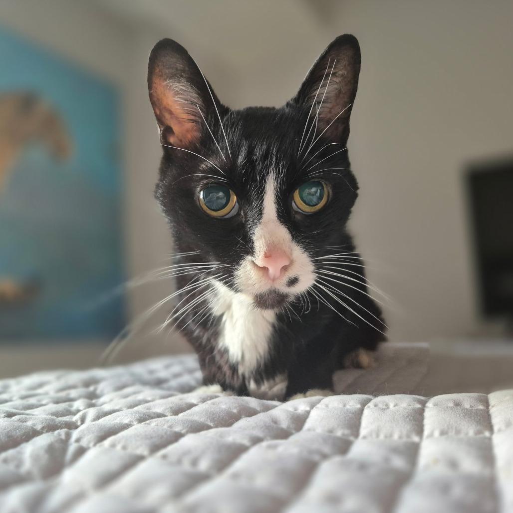 Enlarge George, a Adoptable mixed breed in Silver Spring, MD image 4/6