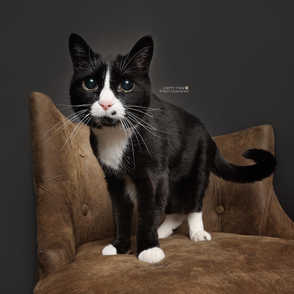 Enlarge George, a Adoptable mixed breed in Silver Spring, MD image 1/6