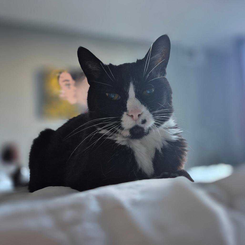 Enlarge George, a Adoptable mixed breed in Silver Spring, MD image 5/6