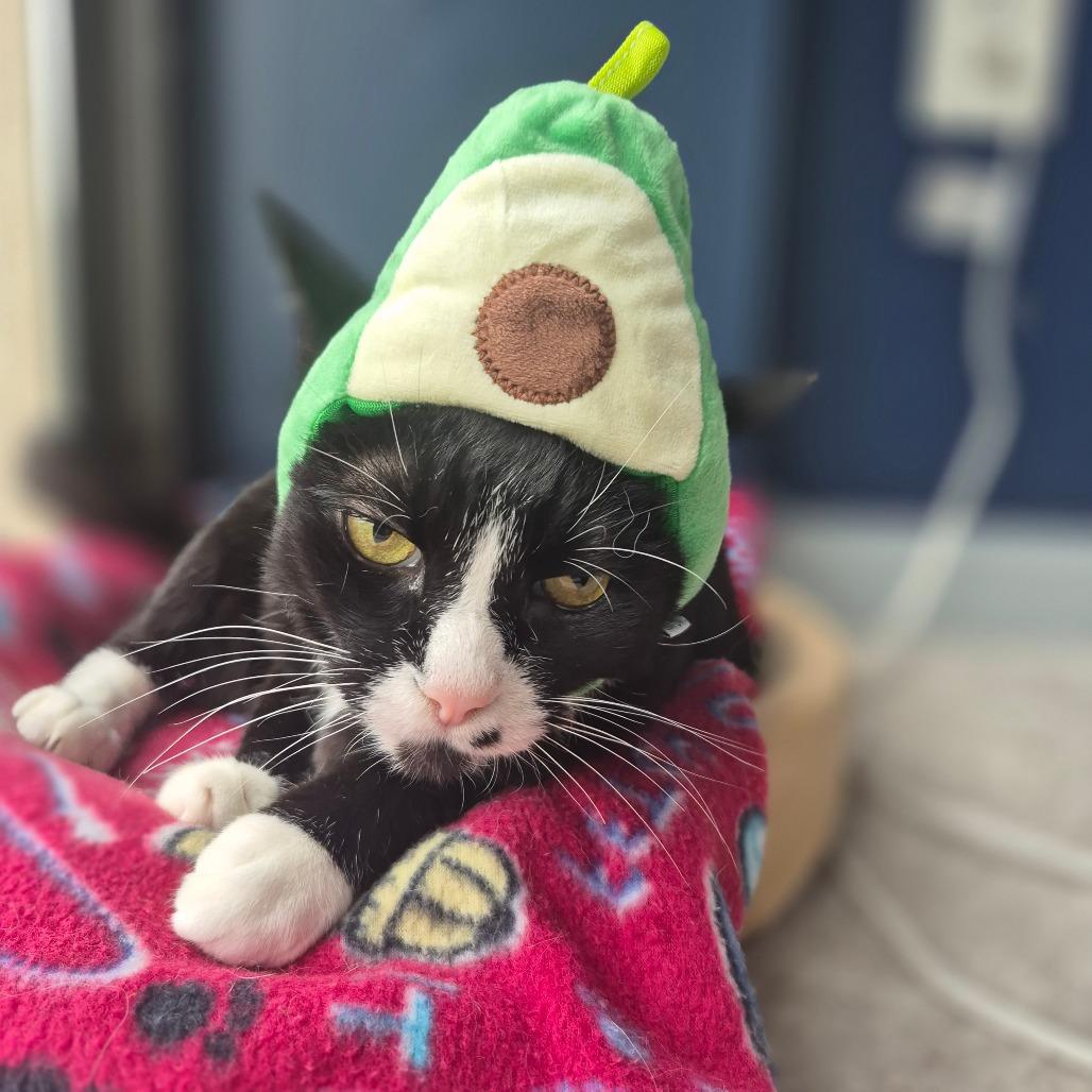 Enlarge George, a Adoptable mixed breed in Silver Spring, MD image 6/6