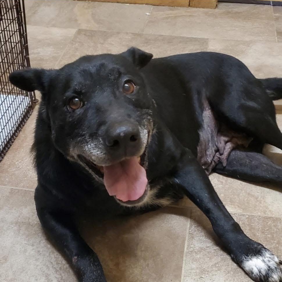 Sally/Jovie, Adoptable, Adult Female Black Labrador Retriever.