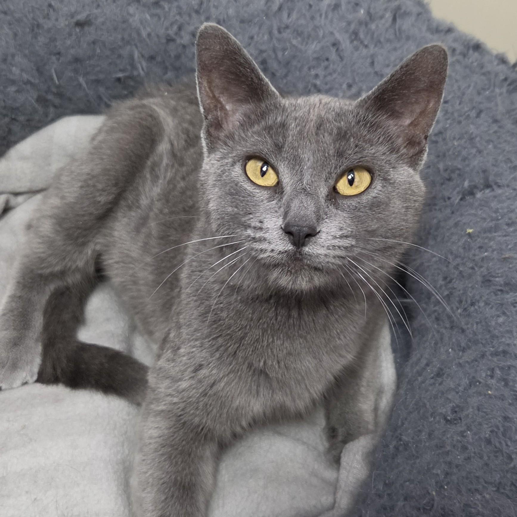 Spill, ADOPTABLE, Young Female Domestic Short Hair.