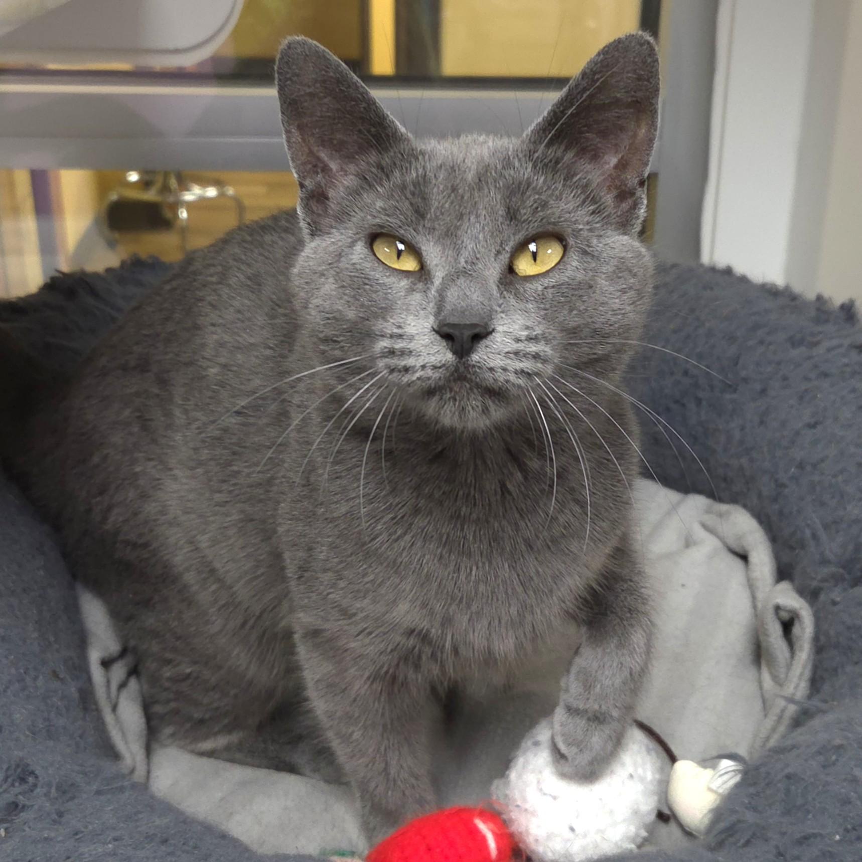 Spill, a ADOPTABLE Domestic Short Hair in Marshfield, WI image 3/6